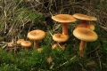 grzyby_006