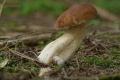 grzyby_021