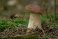 grzyby_022