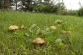 grzyby_037