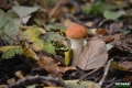 grzyby_038