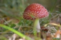 grzyby_045