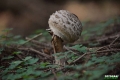grzyby_054