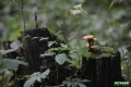 grzyby_061