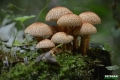 grzyby_062
