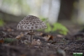 grzyby_069