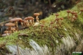 grzyby_070