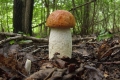 grzyby_086