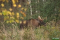 losie_078