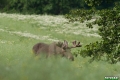 losie_093