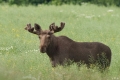losie_094