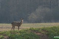 sarny_014_1