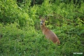 sarny_021_1