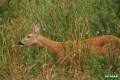 sarny_030_1