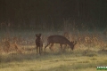 sarny_038_1