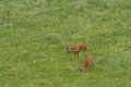 sarny_045_1