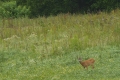 sarny_046_1