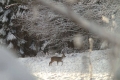 sarny_053_1