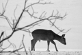 sarny_061_1