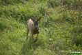 sarny_069_1