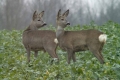 sarny_078_1