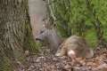 sarny_093_1