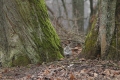 sarny_094_1