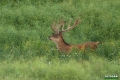 jelenie_021