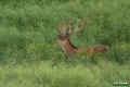 jelenie_022