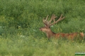 jelenie_029