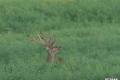jelenie_045