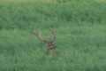 jelenie_046