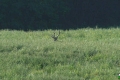 jelenie_054