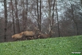 jelenie_061