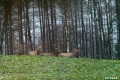 jelenie_062