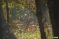 jelenie_068