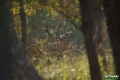 jelenie_069