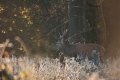 jelenie_070