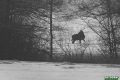 jelenie_076