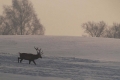 jelenie_077