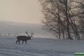 jelenie_078