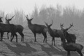 jelenie_084