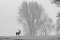 jelenie_092