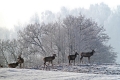 jelenie_094
