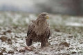 bielik_43