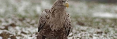 Bielik 1