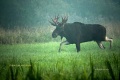 bukowisko003