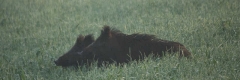Dziki