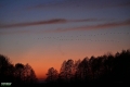 dzikie_gesi_2025-005