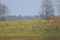 dzikie_gesi_2025-017